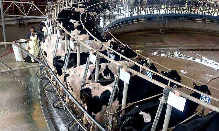 Companhia mexicana de lácteos planeja investir R$ 400 mi no Brasil e prioriza Minas - Divulgação
