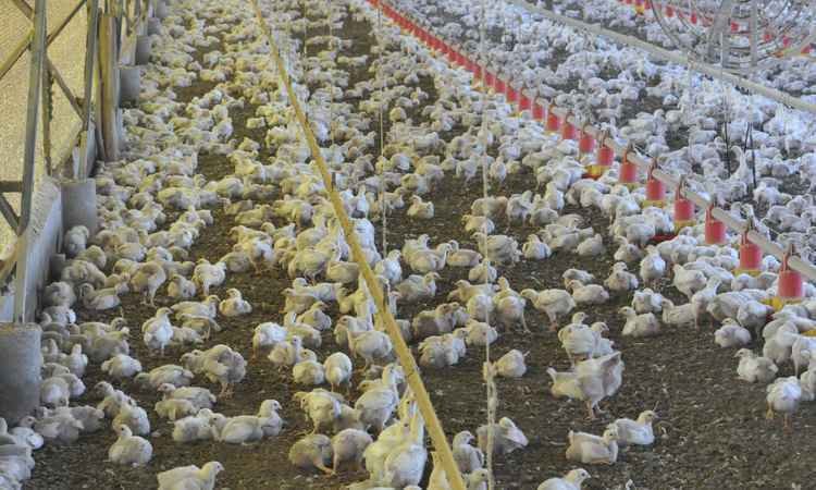 Greve já provoca canibalismo entre aves - Maria Tereza Correia/EM/D.A Press
