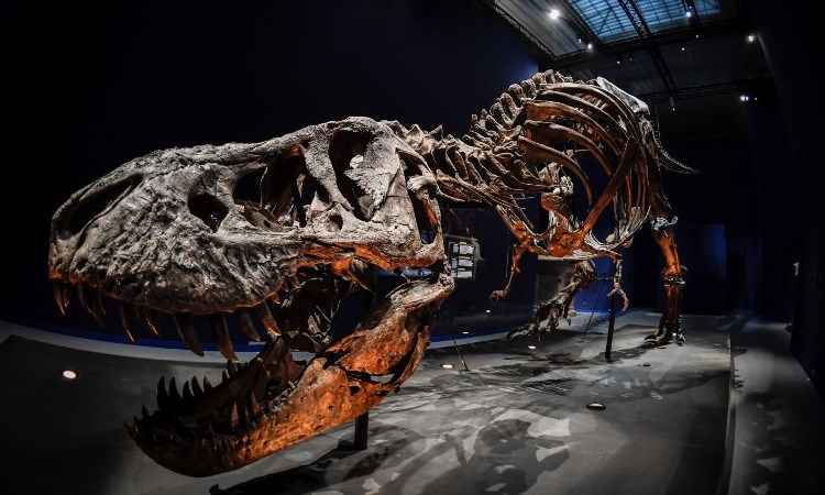 Museu de Paris expõe esqueleto de T-Rex quase completo e bem preservado - STEPHANE DE SAKUTIN / AFP