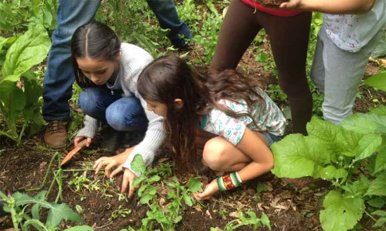 No Dia Mundial do Meio Ambiente, conheça escolas que tornaram o assunto disciplina obrigatória - Arquivo Inov/Divulgação