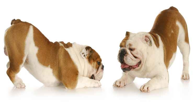 Cão Cidadão: opção de baixo investimento para quem quer trabalhar com pets  - Cão Cidadão/Divulgação