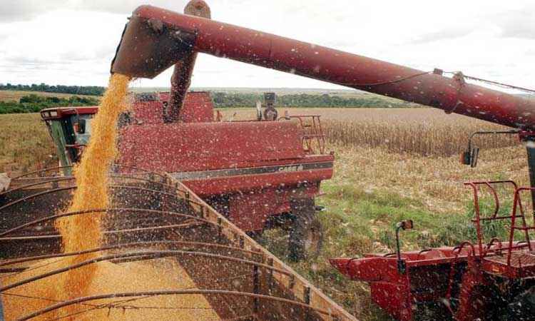 IBGE reduz previsão de safra de grãos para este ano - Arquivo/Agência Brasil