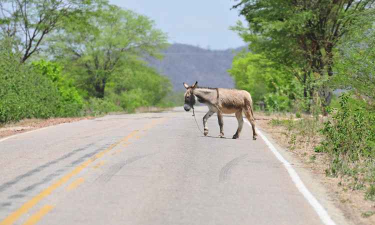 Motorista desvia de animal, sofre acidente e será indenizado por concessionária - Alexandre Guzanshe/EM/D.A Press.