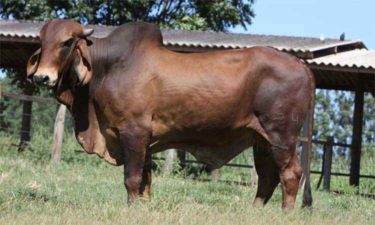Genética mineira produz touros de 1ª linha  - Epamig/Divulgação