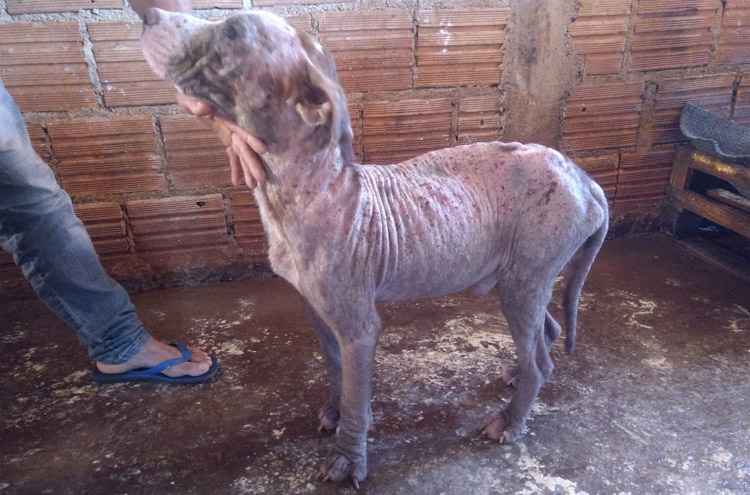 Dono de cães da raça pit bull é alvo de denúncia de maus-tratos em Uberlândia  - Polícia Militar/Divulgação