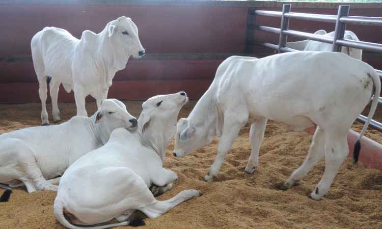 Produtor rural tem até segunda-feira para comprovar vacinação do gado contra febre aftosa - Marcos Vieira/EM/D.A Press