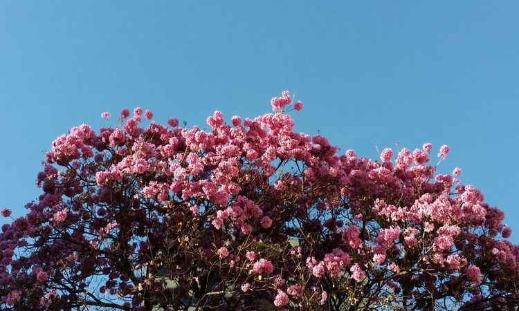 Florada de ipês rosas já encanta os belo-horizontinos - Paulo Filgueiras/EM/D.A. Press