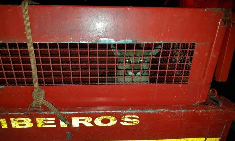 Aparição de onça assusta moradores no Vale do Rio Doce; veja vídeo - Redes Sociais/Reprodução