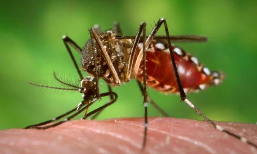 BH registra 252 casos confirmados de dengue no primeiro semestre - James Gathany/Wikimedia Commons