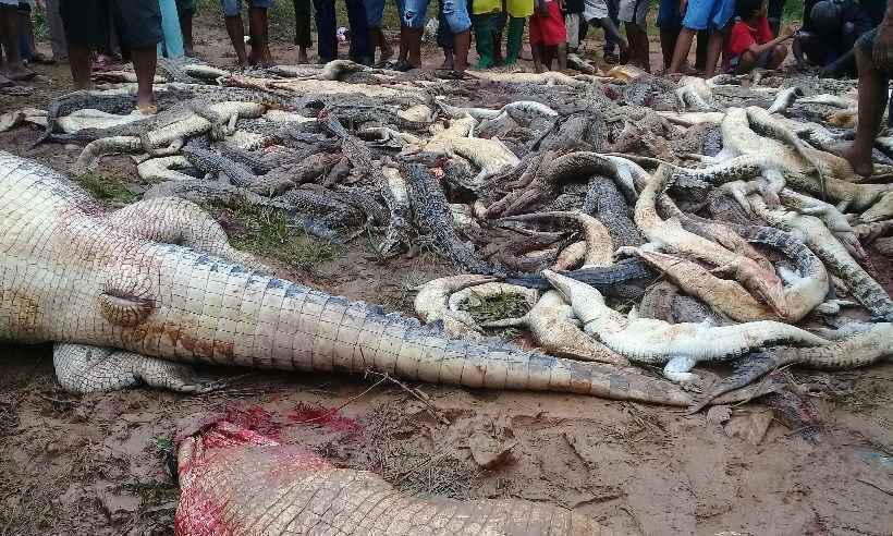 Multidão enfurecida massacra 300 crocodilos na Indonésia - SKYLA / AFP