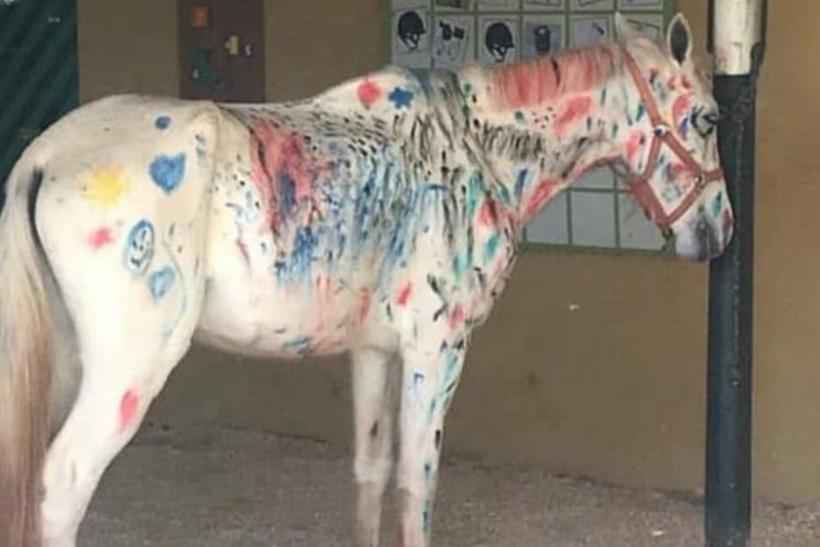 Crianças em colônia de férias pintam cavalo e foto causa polêmica - Reprodução/WhatsApp