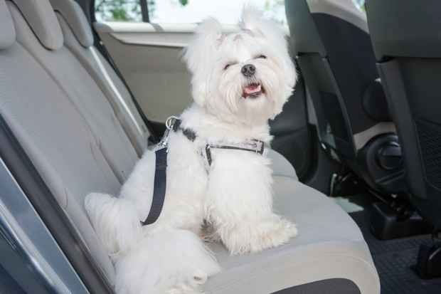 Confira dicas para transportar animais no carro com segurança e evitar multas - Isofix Brasil/Divulgação
