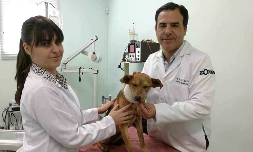 Cadela baleada em Caeté passa por cirurgia em BH e se recupera bem - Zoodonto/Divulgação