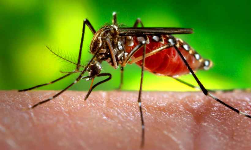 Minas registra a primeira morte por febre chikungunya em 2018 - Ag. Para - Belem- PA, Brasil 