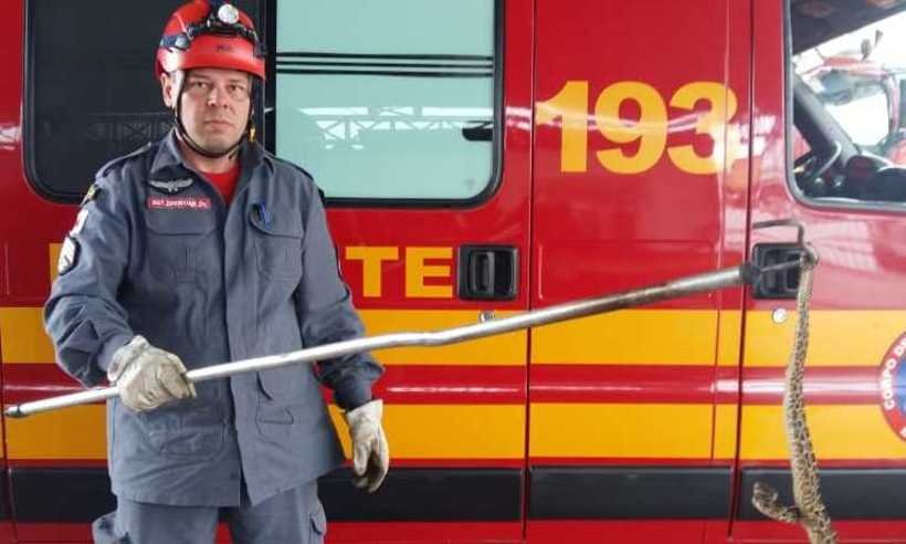 Bombeiros capturam cobra perto da entrada de hospital em Barbacena - Corpo de Bombeiros/Divulgação