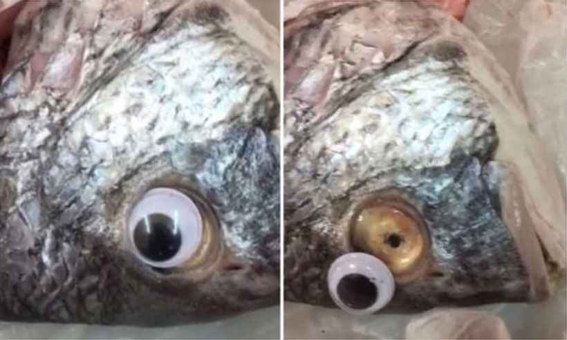 Peixaria usa olhos de plástico para deixar peixes com 'cara de frescos' - Reprodução
