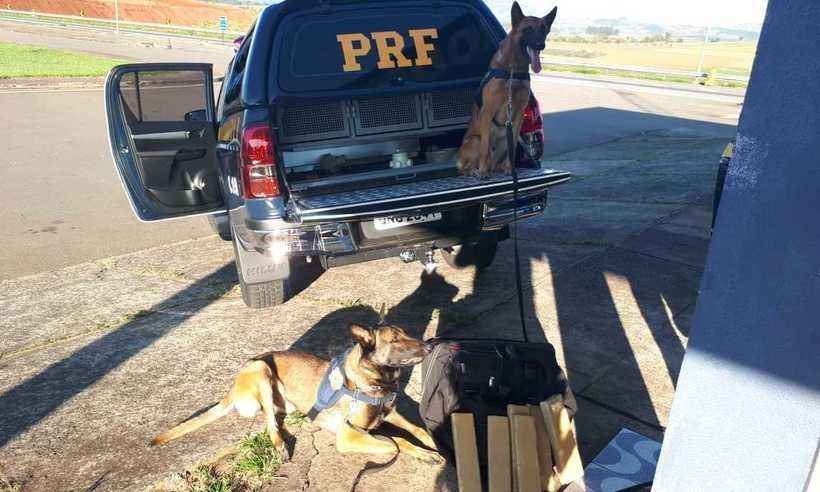 Com apoio de cães, PRF apreende 50 tabletes de maconha em ônibus na BR-381 - PRF/Divulgação