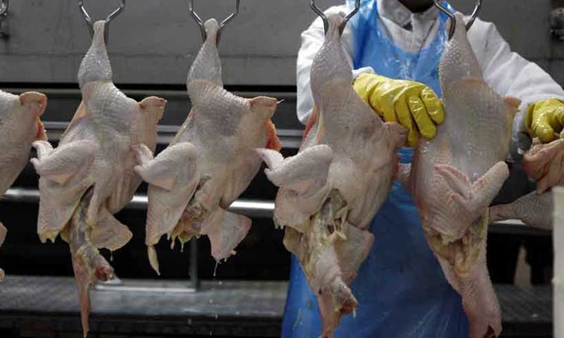 Busca por crédito para setor de aves e suínos aumenta 5 vezes - PAULO WHITAKER/Reuters  13/10/11