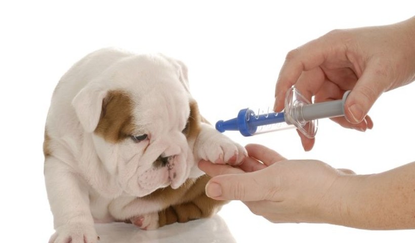 Cuide bem do seu Pet: vacinação é a principal arma para evitar doenças graves - Boehringer Ingelheim/Divulgação
