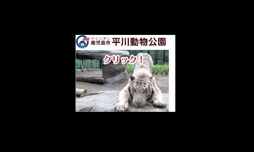 Tigre branco mata cuidador em zoológico no Japão - Reprodução/Hirakawazoo