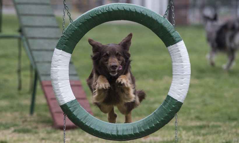 Cães treinam duro para trabalhar na polícia no Chile - Martin BERNETTI / AFP