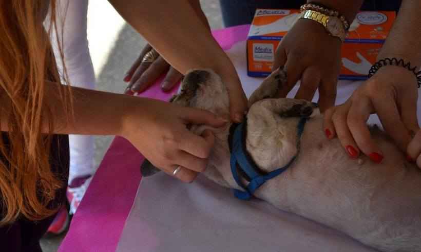 Outubro Rosa Pet atenderá gratuitamente animais de estimação no sábado - Facebook da Campanha/Reprodução