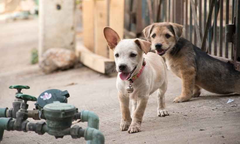 MP resgata 51 cachorros que sofriam maus-tratos no Triângulo Mineiro - Reprodução/ pixabay
