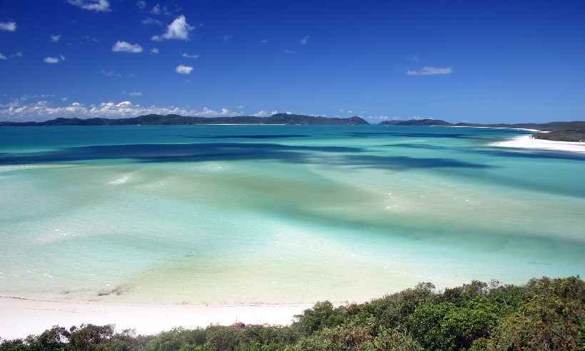 Homem morre após ser atacado por tubarão na Austrália - Wikipedia