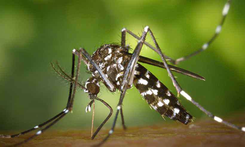 Minas Gerais tem 25,5 mil casos prováveis de dengue em 2018 - Keith Hayes/Corpo de Fuzileiros Navais dos Estados Unidos