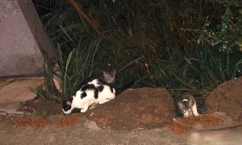 Protetores dos animais temem novos envenenamentos no Bairro Gutierrez - Daniela Pereira (MMDA)