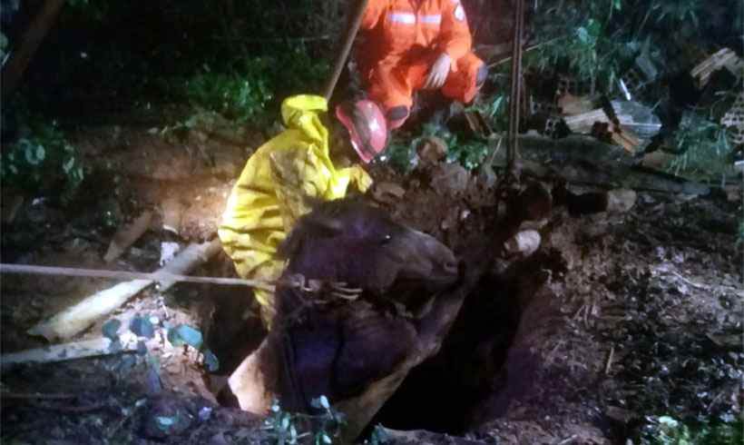 Bombeiros resgatam cavalo que caiu em fossa desativada em Uberaba - Corpo de Bombeiros/DIvulgação