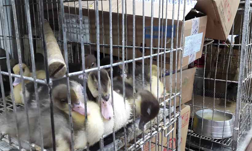 Justiça mantém venda de animais no Mercado Central, mas impede abertura de novas lojas - Juarez Rodrigues/EM/D.A Press - 11/11/2016