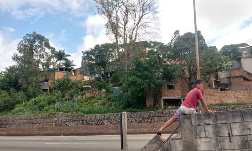 Corte de eucalipto de grande porte no Anel Rodoviário é adiado	 - Beto Novaes/EM/D.A PRESS