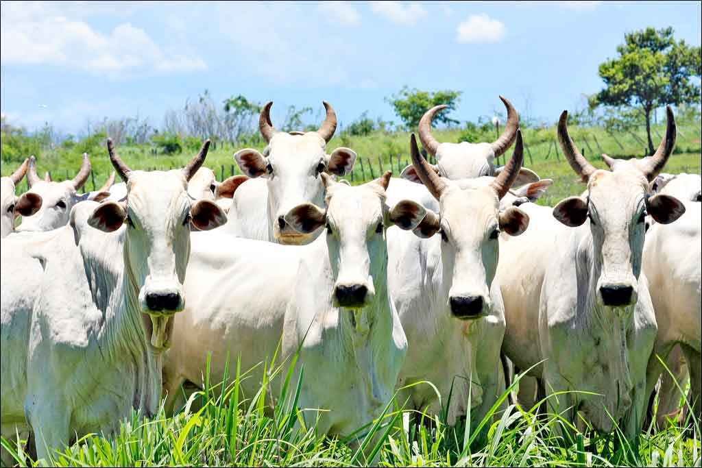 Rebanho mineiro obtém sucesso no trabalho de melhoramento genético - Solon Queiroz/Esp. EM