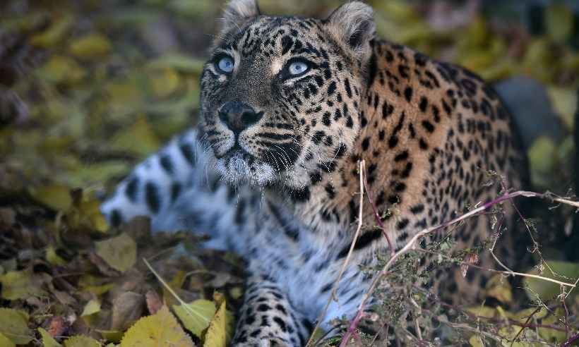 Leopardo mata criança de três anos na Índia - Tauseef MUSTAFA / AFP