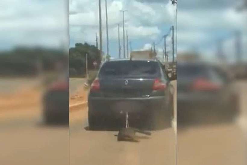 Cão é arrastado por 15 minutos, amarrado a carro do dono, que alega ' descuido'   - Reprodução/Facebook