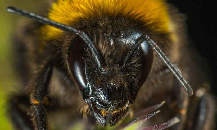 Ataque de abelhas deixa feridos, comércio fechado e rua interditada em MG - PixelHere/Reprodução