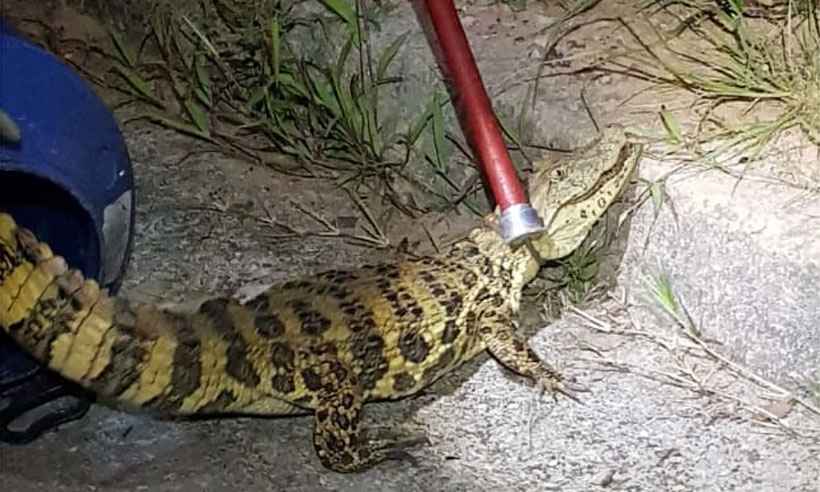 Jacaré é achado em rua de novo loteamento em Bom Despacho - Corpo de Bombeiros/Divulgação