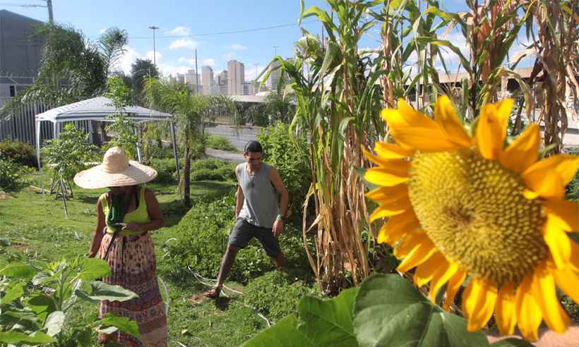 Criação de hortas urbanas em áreas degradadas ganha espaço em BH - Jair Amaral/EM/DA Press