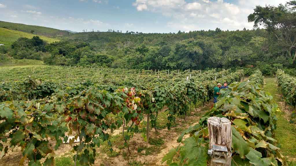  Fruticultura  ganha vida nova em Minas Gerais - Divulgação