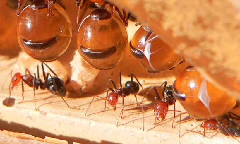 Você sabia? Para transportar comida, formigas operárias trabalham sem chefe e coordenação - Wikipedia