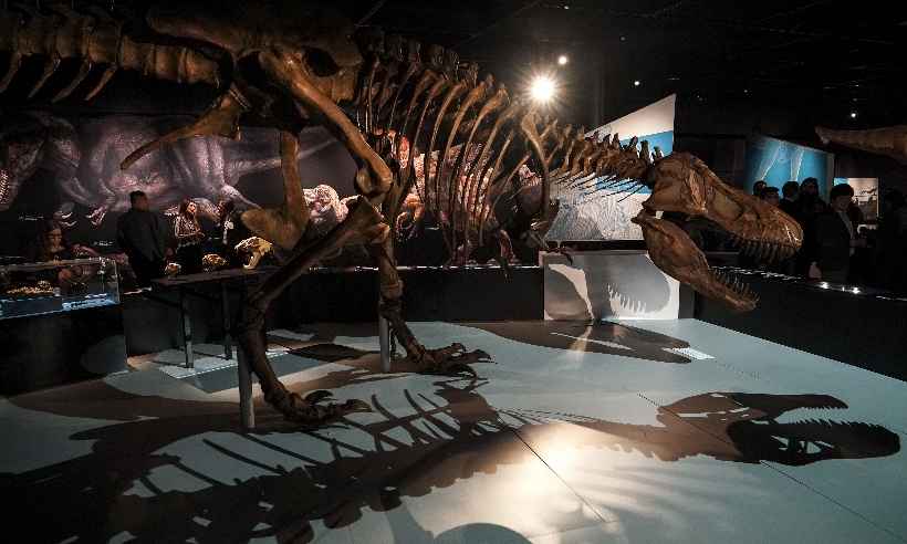 Exposição vai mostrar Tiranossauro rex em tamanho real - Drew Angerer / GETTY IMAGES NORTH AMERICA / AFP