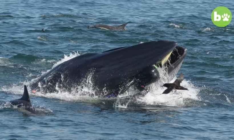 Mergulhador sul-africano sobrevive após ser engolido por baleia - Reprodução/Youtube/BarCroft Animals