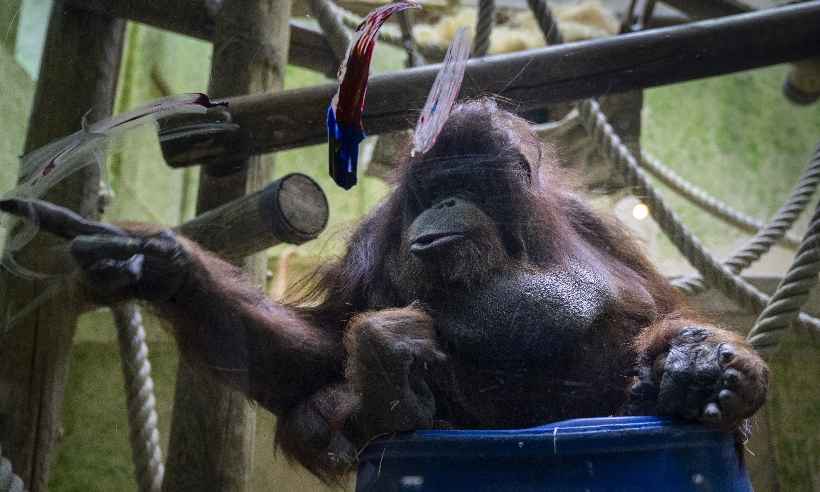 Nénette, a orangotango 'pintora', faz 50 anos no zoo de Paris - AFP