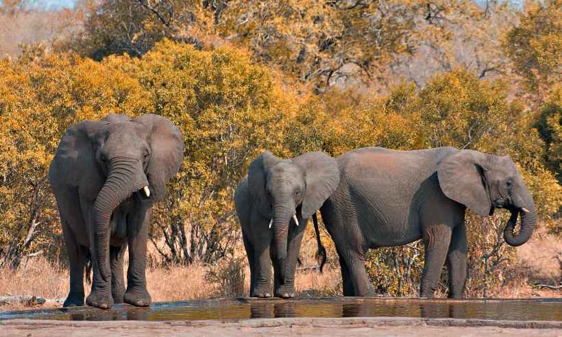 Caçador ilegal morre pisoteado por elefante e é devorado por leões na África do Sul - Wiipedia