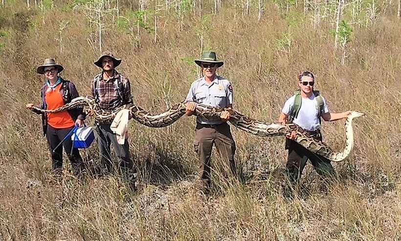 Cobra com mais de 5 metros é capturada nos Estados Unidos - Handout / Big Cypress National Preserve / AFP