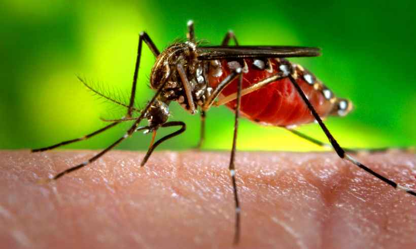 Minas tem quase 100 mil casos prováveis de dengue; mortes podem chegar a 55 - Ag. Para - Belem- PA