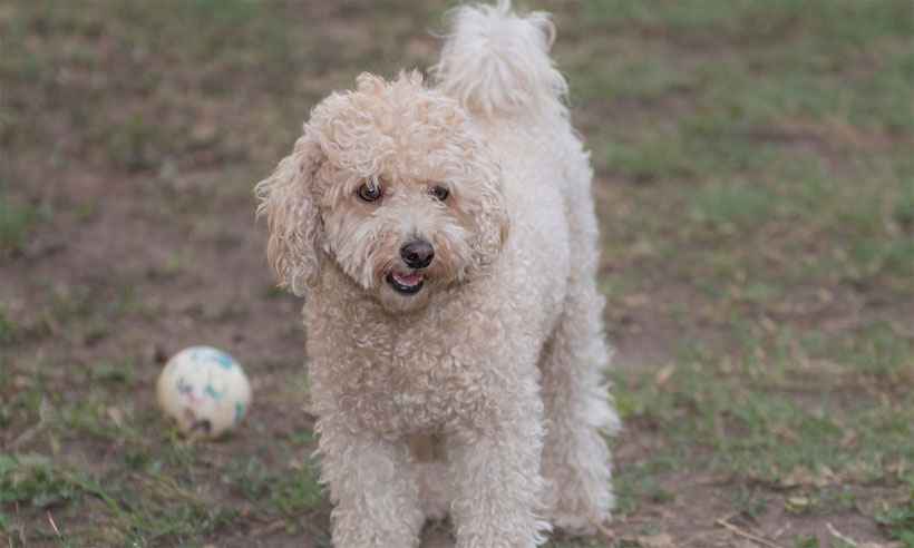 Pet shop deverá pagar R$ 5 mil a responsável por cão que teve barriga cortada na tosa - Pixabay