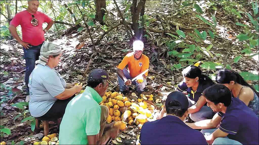 Minas também produz cacau - Fotos: Emater/Divulgação