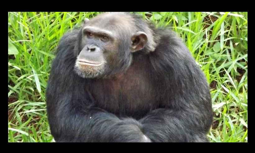 Chimpanzé Lunga morre aos 17 anos no zoológico de BH 